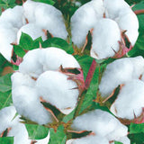 Egrow,White,Cotton,Seeds,Garden,Crops,Plants,Bonsai,Seeds