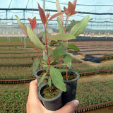 Egrow,Eucalyptus,Seeds,Bonsai,Aromatherapy,Tropical,Garden,plant