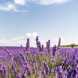 Lavender,Flower,Seeds,Flower,Potted,Plant,Growing,Outdoor