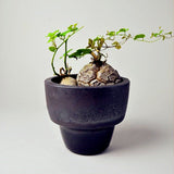 Egrow,Dioscorea,Seeds,Turtle,Elephant's,Bonsai,Plant,Garden