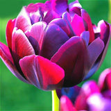 Egrow,Colorful,Tulip,Seeds,Garden,Perennial,Potted,Tulip,Flower,Plants