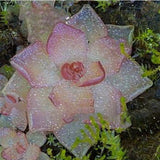 Egrow,Insectivorous,Plant,Seeds,Succulents,Dionaea,Muscipula,Venus,Flytrap,Bonsai