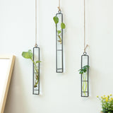 Large,Glass,Pendant,Living,Hanging,Green,Plant,Containers