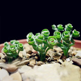 Egrow,Sprial,Grass,Seeds,Green,Succulents,Plants,Garden,Bonsai,Potted,Flower