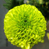 Egrow,Chrysanthemum,Seeds,Balcony,Potted,Green,Chrysanthemum,Flower,Garden,Beautiful,Potted,Plant,Bonsai