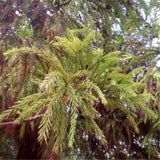 Egrow,Cryptomeria,Fortunei,Seeds,Cryptomeria,Fortunei,Plant,Cryptomeria,Fortunei,Arborvitae