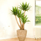 Egrow,Yucca,Seeds,Potted,Plants,Garden,Bonsai,White,Orchid,Sementes,Evergreen