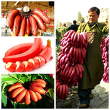 50PCS,Banana,Seeds,Outdoor,Perennial,Interesting,Plants,Taste,Delicious,Fruit,Seeds