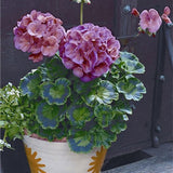 Egrow,Geranium,Garden,Potted,Flower,Seeds,Pelargonium,Plant,Bonsai,Outdoor,Flower,Seeds