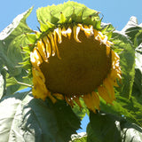 Egrow,Giant,Sunflower,Seeds,Garden,Planting,Ornamental,Plants