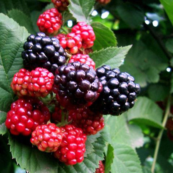 Egrow,Mulberry,Seeds,Potted,Seasonal,Fruit,Garden,Natural,Health,Mulberry,Results,Blackberry,Bonsais