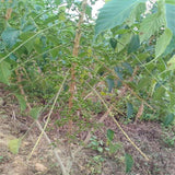 Egrow,Brucea,Javanica,Seeds,Brucea,Javanica,Plant,Brucea