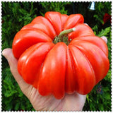 Egrow,Giant,Tomato,Seeds,Plants,Organic,Heirloom,Plants,Vegetables,Perennial,Plant,Garden,Planting