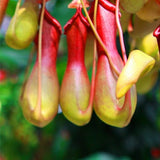 Egrow,Nepenthes,Seeds,Balcony,Garden,Potted,Plants,Seeds,Carnivorous,Plants,Seeds