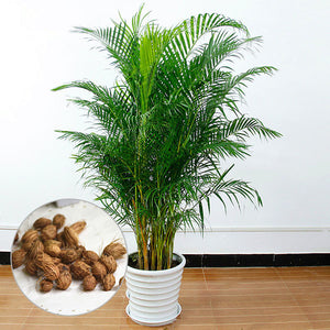 Egrow,Potted,Bamboo,Seeds,Decoration,Areca,Bonsai,Butterfly,Plants,Bonsai