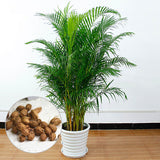 Egrow,Potted,Bamboo,Seeds,Decoration,Areca,Bonsai,Butterfly,Plants,Bonsai