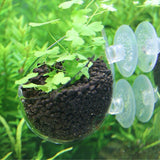 Shrimp,Aquatic,Plant,Crystal,Glass,Aquarium,Holder