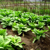 100pcs,Green,Asparagus,Lettuce,Seeds,Vegetable,Garden,Biennial,Plant