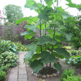 Egrow,Paulownia,Seeds,Green,Plants,Outdoor,Courtyard,Planting