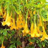 Egrow,Brugmansia,Seeds,Angel,Trumpet,Yellow,Brugmansia,Seeds,Fragrant,Trumpet,Flowers