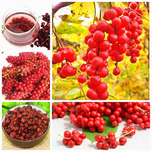 Egrow,Schisandra,Seeds,Chinese,Magnolia,Edible,Garden,Fruit,Plants