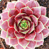 Egrow,Sempervivum,Seeds,Colorful,Gardening,Succulent,Plant,Flower