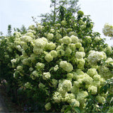 Egrow,Viburnum,Macrocephalum,Seeds,Flower,Seeds,Garden,Decoration