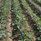 500Pcs,Black,Strawberry,Seeds,Garden,Fruit,Seeds,Heirloom,Super,Strawberry,Garden,Seeds,Climbing