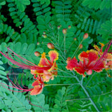 Egrow,Caesalpinia,Seeds,Caesalpinia,Pulcherrima,Garden,Decoration