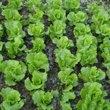 Egrow,Italian,Lettuce,Seeds,Green,Healthy,Vegetable,Seeds,Seasons,Super