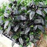 Egrow,Pepper,Seeds,Black,Chilli,Vegetable,Bonsai,Garden,Plant