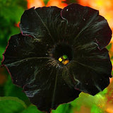 Egrow,100Pcs,Black,Petunia,Seeds,Bonsai,Flower,Seeds,Annual,Bonsai,Petunia