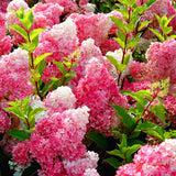 Egrow,50Pcs,Vanilla,Strawberry,Hydrangea,Flower,Seeds,Planting,Flower,Bonsai,Seeds