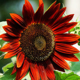 40Pcs,Mixed,Colored,Sunflower,Seeds,Bonsai,Flower,Seeds,Garden,potted,Plant
