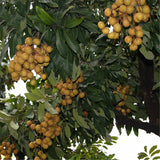 Egrow,Longan,Seeds,DRAGON'S,Exotic,LONGAN,Dimocarpus,Sweet,Fruit,Seeds