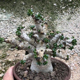 Egrow,Desert,Seeds,Adenium,Obesum,Semillas,Bonsai,Desert,Flower,Plant