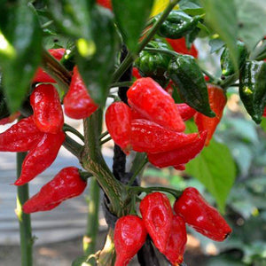 Egrow,Devil,Pepper,Seeds,Devil,PeppBonsai,World's,Hottest,Pepper,Houseplants,Edible,Seeds