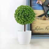 Office,Decorative,Trees,Potted,Plant,Potted,Decorative,Decoration