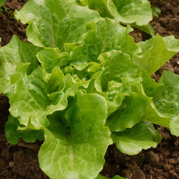 Egrow,Italian,Lettuce,Seeds,Green,Healthy,Vegetable,Seeds,Seasons,Super