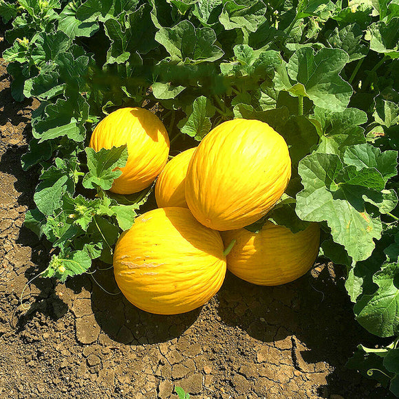 Egrow,Cantaloupe,Seeds,Yellow,Melon,Fruit,Garden,plant