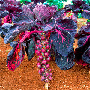 Egrow,Brussels,Sprouts,Seeds,Purple,Cabbage,Bonsai,Brussels,Sprouts,Cabbage,Garden,Vegetable