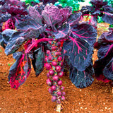 Egrow,Brussels,Sprouts,Seeds,Purple,Cabbage,Bonsai,Brussels,Sprouts,Cabbage,Garden,Vegetable