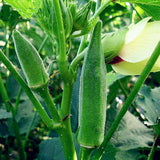 Egrow,Seeds,Organic,Vegetable,Flores,Garden,Potted,Plants
