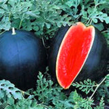 Egrow,Watermelon,Seeds,Giant,Black,Watermelon,Bonsai,Fruit,Plant,Sweet,Juicy,Water,Melon,Garden,Bonsai