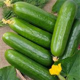 Egrow,Dutch,Cucumber,Seeds,Green,Vegetables,Garden,Planting
