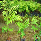 Egrow,Scented,Rosewood,Seeds,Scented,Rosewood,Semente,Plant,Dalbergia,Odorifera