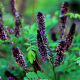 Egrow,Amorpha,Fruticosa,Seeds,False,Indigo,Plant,Amorpha,Fruticosa