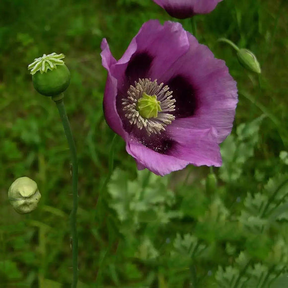 Egrow,Poppy,Seeds,Somniferum,Flower,Bonsai,Garden,plant