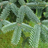 Egrow,Spanishfir,Seeds,Abies,Pinsapo,Garden,Plant