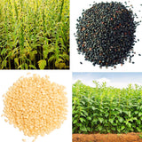 Egrow,Sesame,Seeds,Sesame,Bonsai,Gardening,Sesame,Plant,Black,Sesame,Flores